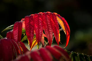 Sumac
