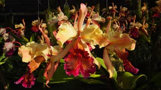 Orhideea Cattleya Jiminy Cricket