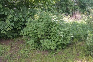 Ribes (nemzetség)