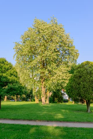 Pink Black Locust