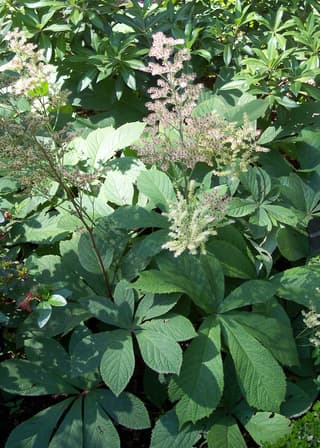 Rodgersia-de-folha-de-castanheiro