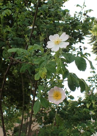 Fir-leaved Rose