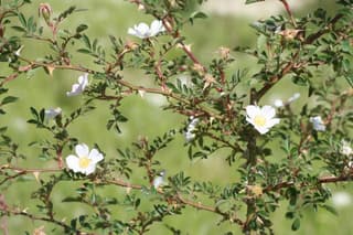 Roseira-brava-de-folhas-pequenas