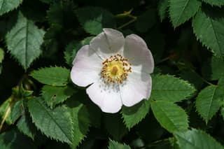 Dog Rose