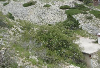 Roseira-brava-glauca
