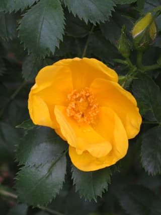 Persian Yellow Rose