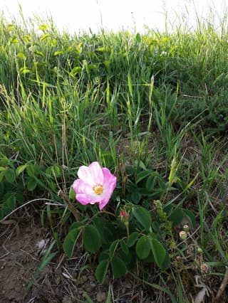 French Rose