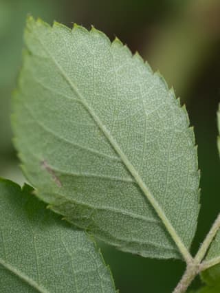 Rosa-multiflora