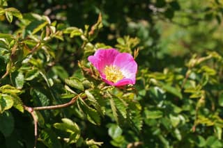 Rosa-mosqueta