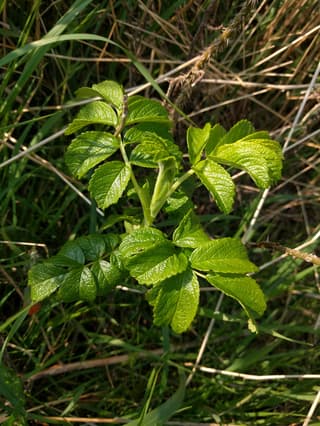 Rugosa Rose