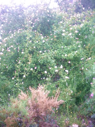 Rosa-escocesa