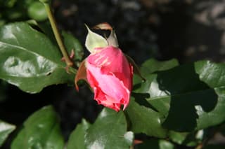Rosa Grandiflora