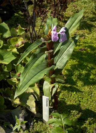 Orquídea-gengibre-púrpura