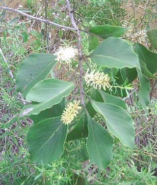 Carvalho-do-cerrado