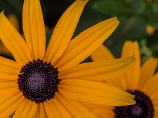 Black-eyed Susan