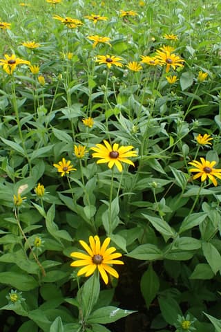 Black-eyed Susan