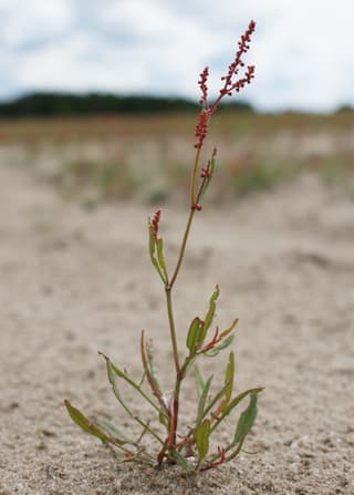 Sheep Sorrel