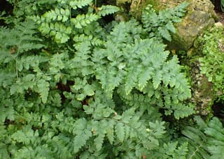 Rumohra adiantiformis