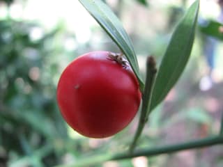 Ruscus / Gilbarbeira (gênero)
