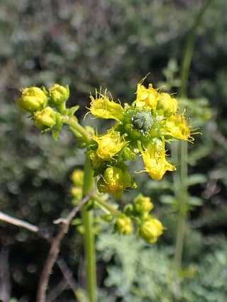 Narrow-leaved rue