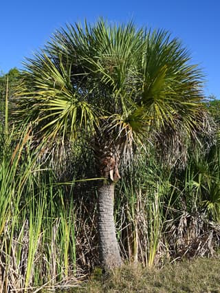Sabalpalm