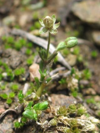 Sagina apetala