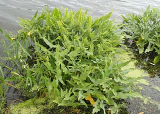 Sagittaria a foglie larghe