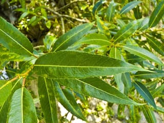 Crack willow
