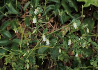 Lily of the Valley Vine