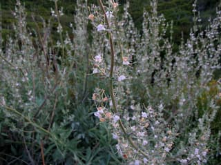 White Sage
