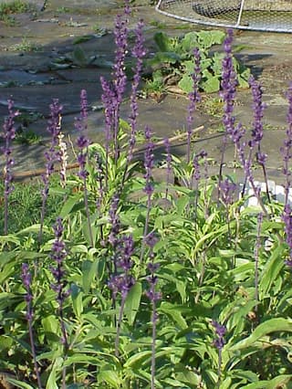 Mealycup Sage