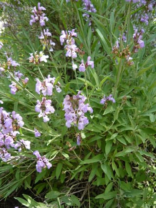 Sálvia-lavanda
