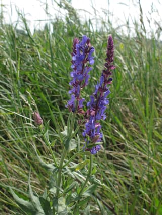 Woodland Sage