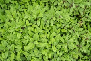 Garden Sage