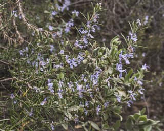Rosemary