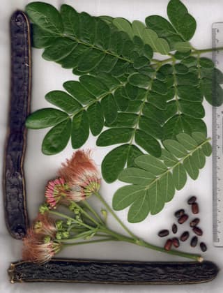 Samanea