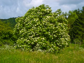 Sabugueiro