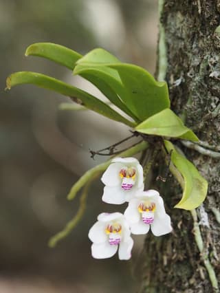 Orquídea flor de azahar