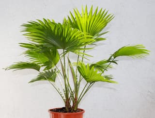 Rondbladige waaierpalm