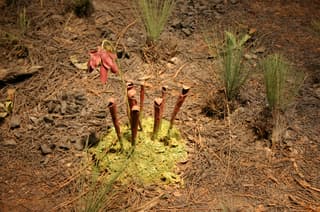 Planta-jarro-doce