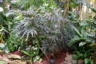 Falsa aralia