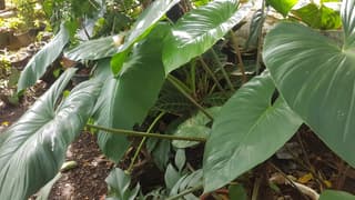 Schismatoglottis