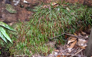 Esquizéia / Samambaia-comb (gênero)