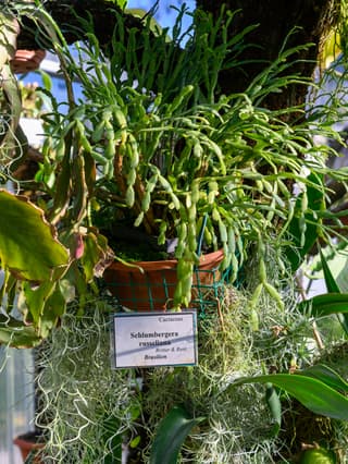 Christmas Cactus
