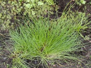 Erba fibra ottica