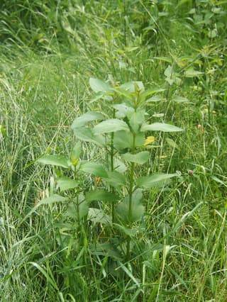 Scrofularia