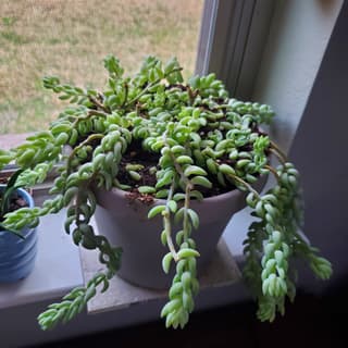Sedum / Bálsamo (gênero)