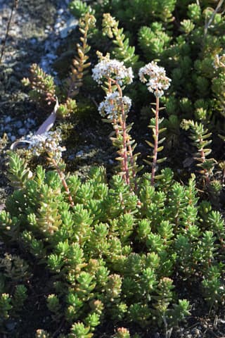 Sedum Branco
