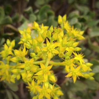 Sedum-arbóreo
