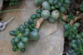 Jujuba-sedum